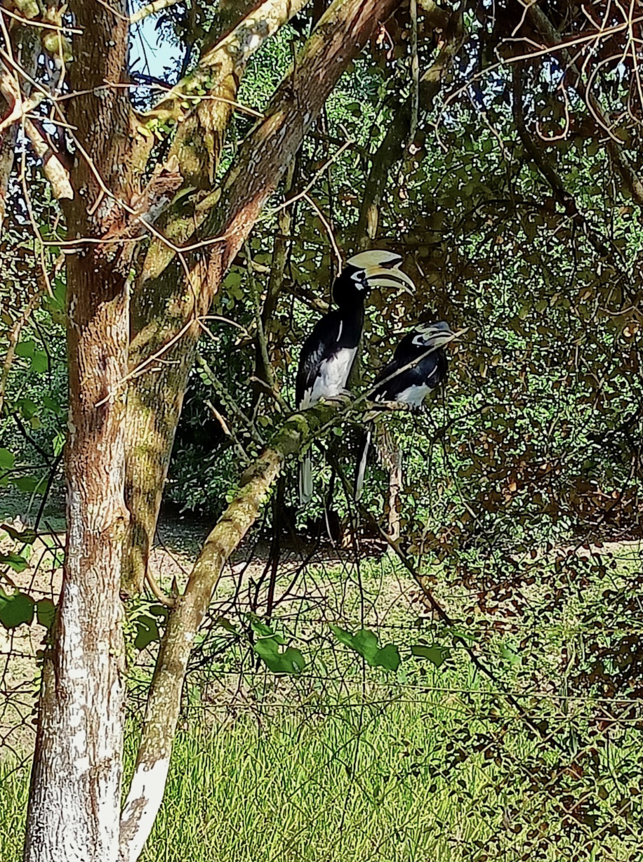 A pair of hornbills in a tree on the grounds