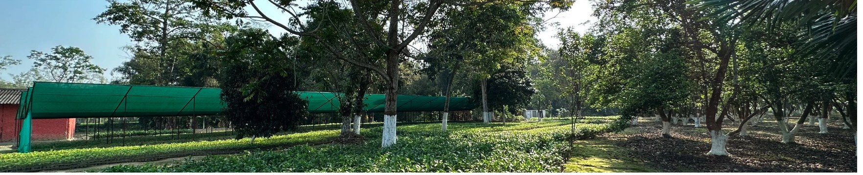 Tea garden surrounding Chai Seed Resorts